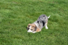 Beagle x Corgi (teef) 66235