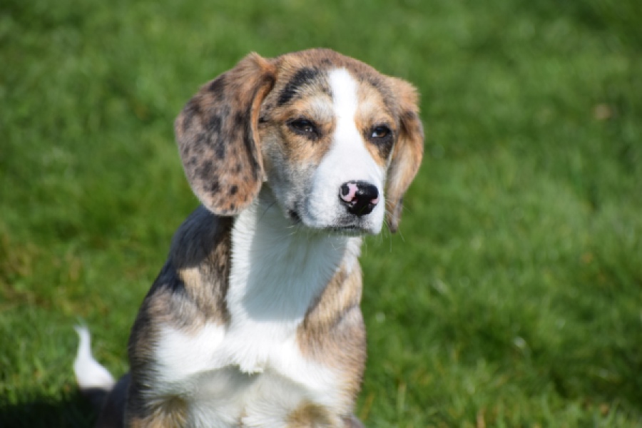 Beagle x Corgi (teef) 66235