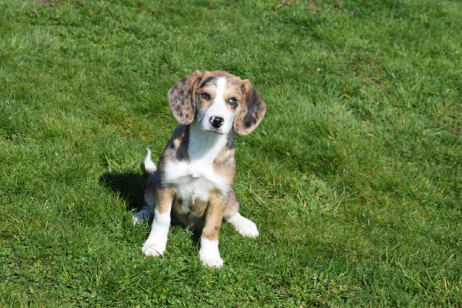 Beagle x Corgi (teef) 66235