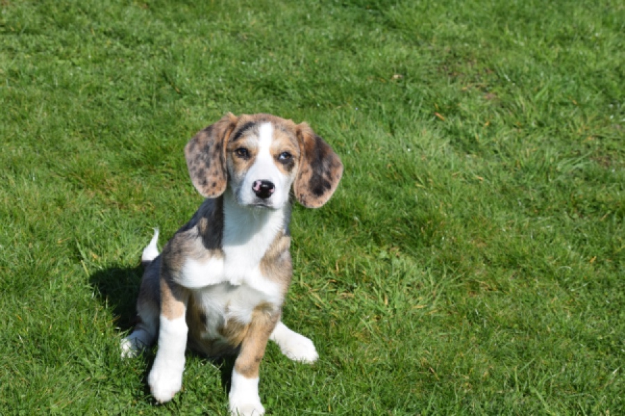 Beagle x Corgi (teef) 66235