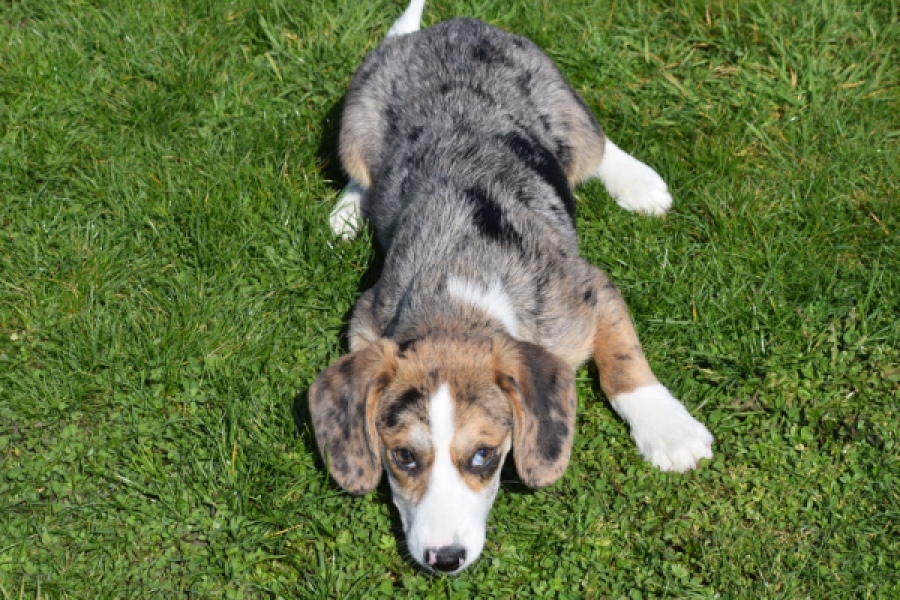 Beagle x Corgi (teef) 66235