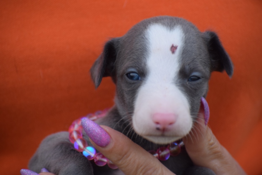 Whippet bleu meest wit