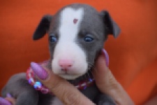 Whippet bleu meest wit