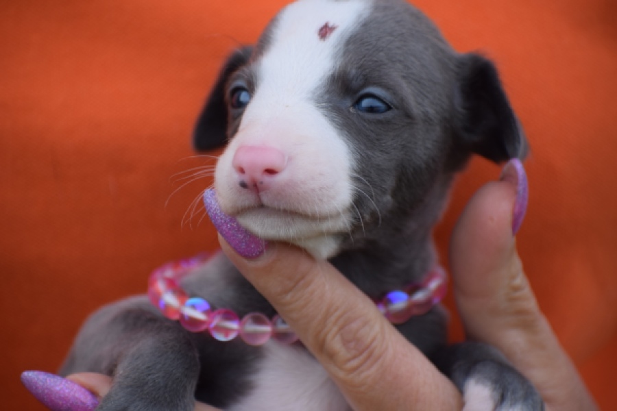 Whippet bleu meest wit