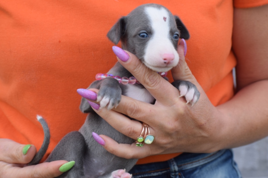 Whippet bleu meest wit