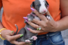 Whippet bleu meest wit