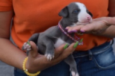 Whippet bleu meest wit