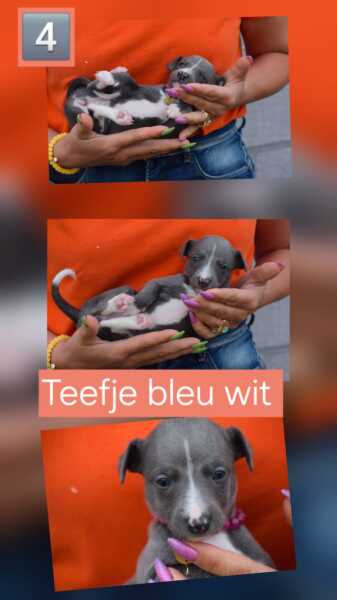 Whippet bleu wit