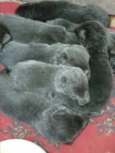 Duitse herder nestje 