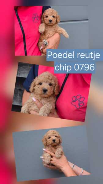 Poedel (reu) 90796