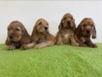 Engelse cocker spaniel nestje 