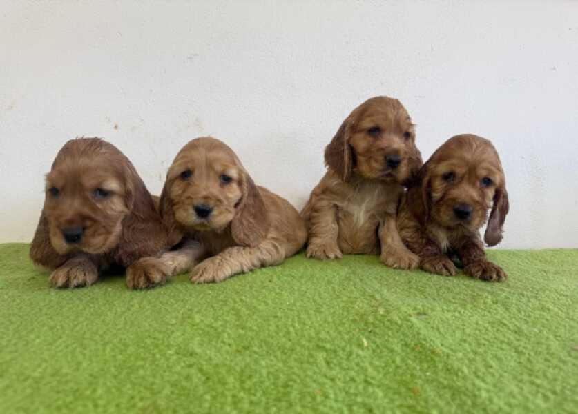 Engelse cocker spaniel nestje 