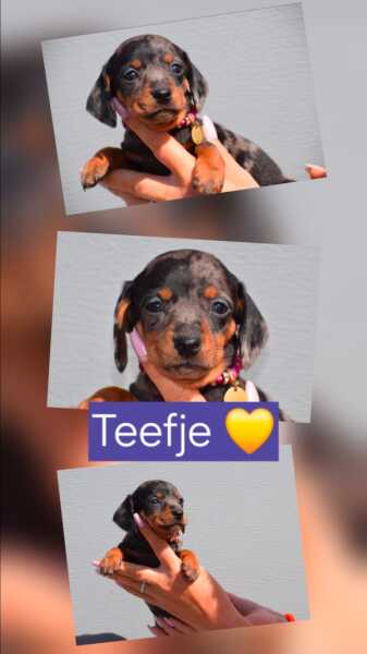 Teckel nestje 