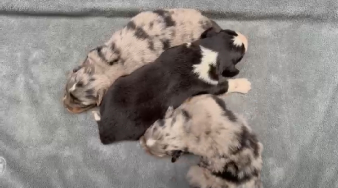 Australische herder nestje 