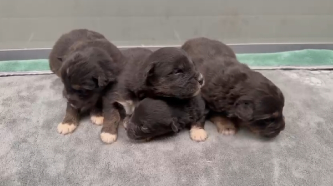 Australische herder nestje 