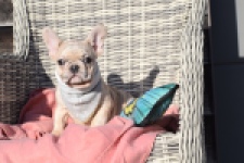 Franse bulldog (teef) 32380