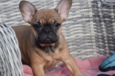 Franse bulldog (teef) 18317