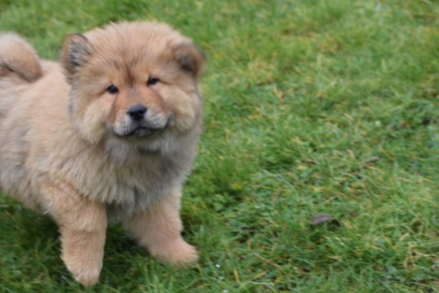 Chow Chow (reu) 47484