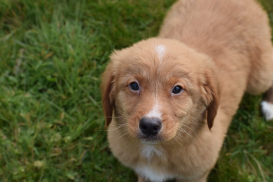 Nova Scotia Duck Tolling Retriever (reu) 64789