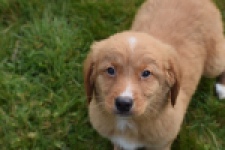 Nova Scotia Duck Tolling Retriever (reu) 64789