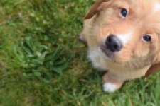 Nova Scotia Duck Tolling Retriever (reu) 64789