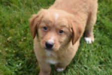 Nova Scotia Duck Tolling Retriever (reu) 64789