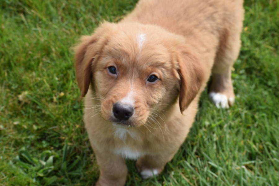 Nova Scotia Duck Tolling Retriever (reu) 64789