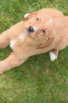 Nova Scotia Duck Tolling Retriever (reu) 64789