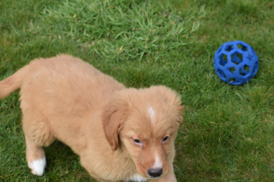 Nova Scotia Duck Tolling Retriever (reu) 64789
