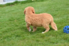 Nova Scotia Duck Tolling Retriever (reu) 64789