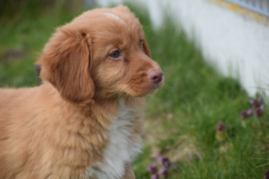 Nova Scotia Duck Tolling Retriever (reu) 64762
