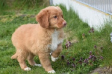 Nova Scotia Duck Tolling Retriever (reu) 64762
