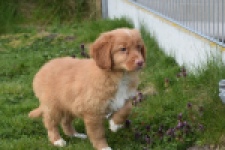 Nova Scotia Duck Tolling Retriever (reu) 64762