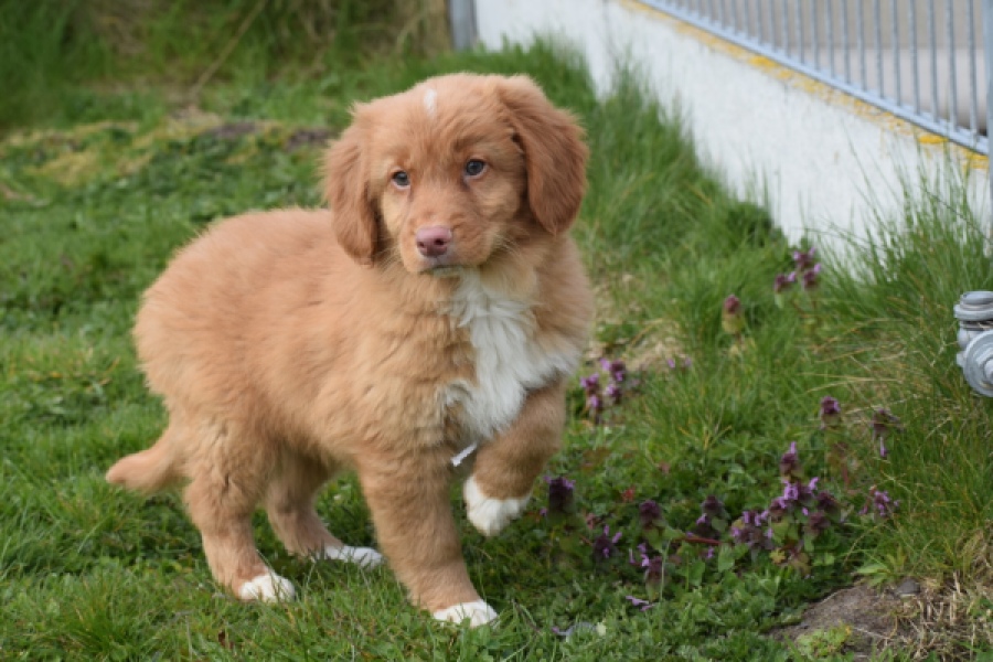 Nova Scotia Duck Tolling Retriever (reu) 64762
