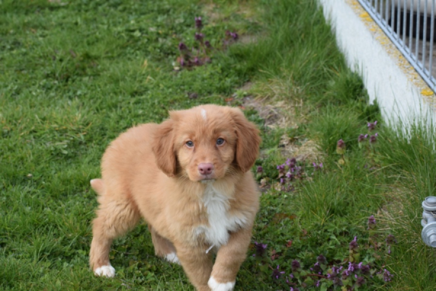 Nova Scotia Duck Tolling Retriever (reu) 64762