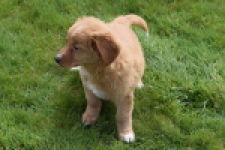 Nova Scotia Duck Tolling Retriever (reu) 64762