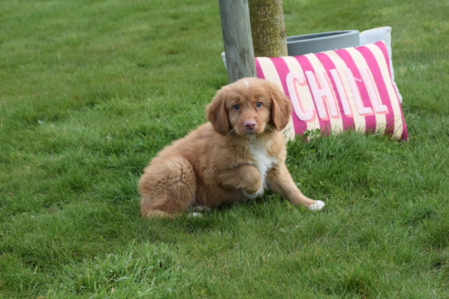 Nova Scotia Duck Tolling Retriever (reu) 64762