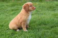 Nova Scotia Duck Tolling Retriever (reu) 64762