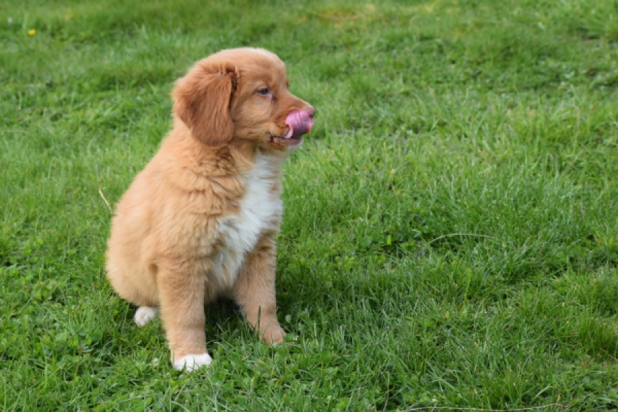 Nova Scotia Duck Tolling Retriever (reu) 64762