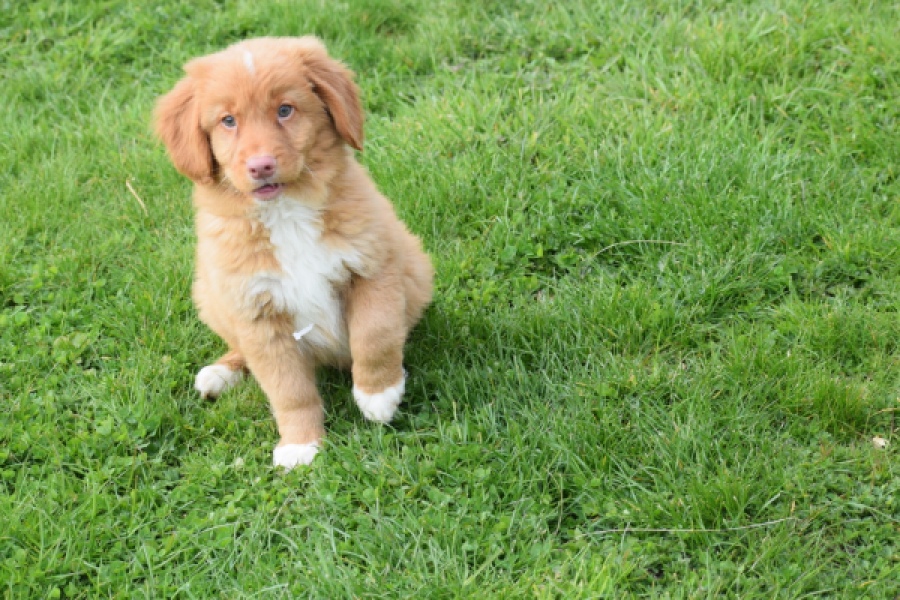 Nova Scotia Duck Tolling Retriever (reu) 64762