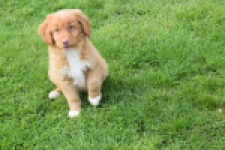 Nova Scotia Duck Tolling Retriever (reu) 64762