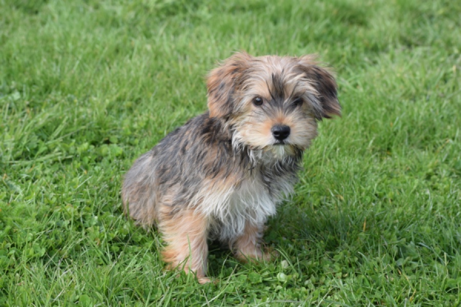 Yorkshire Terrier (reu) 83689