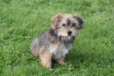 Yorkshire Terrier (reu) 83689