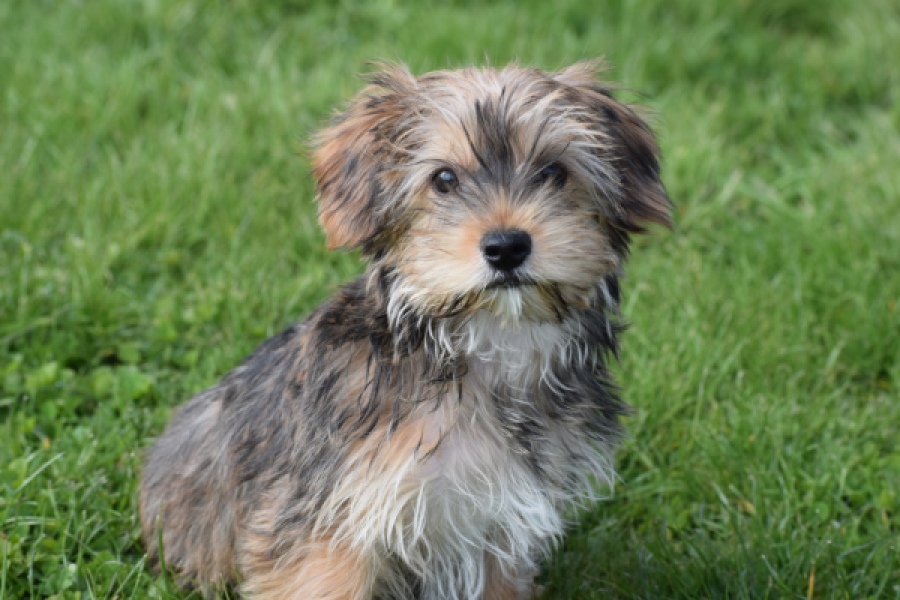 Yorkshire Terrier (reu) 83689