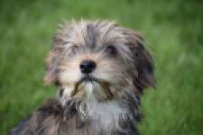 Yorkshire Terrier (reu) 83689