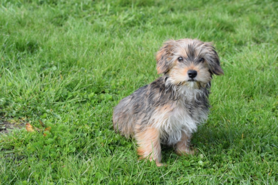 Yorkshire Terrier (reu) 83689