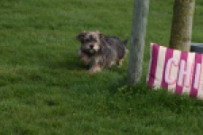 Yorkshire Terrier (reu) 83689