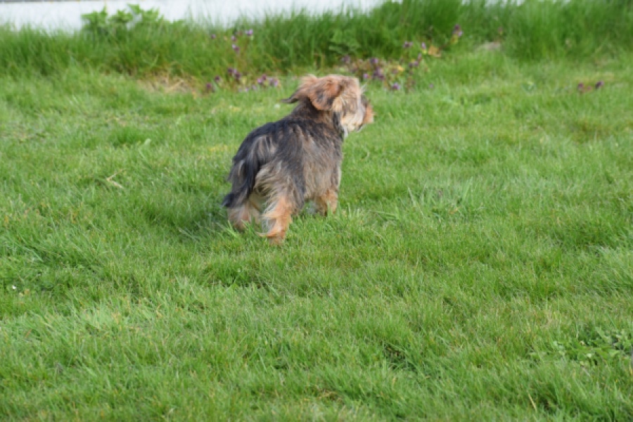 Yorkshire Terrier (reu) 83689
