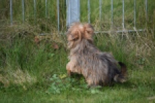 Yorkshire Terrier (teef) 83691