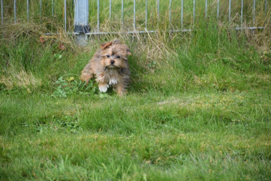 Yorkshire Terrier (teef) 83691